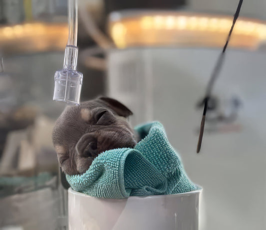 Bacterial Pneumonia in Newborn Puppies: Causes, Symptoms, and Treatment