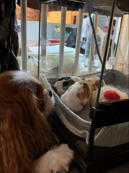A dam checks on her newborn puppies through the glass of a Puppywarmer incubator