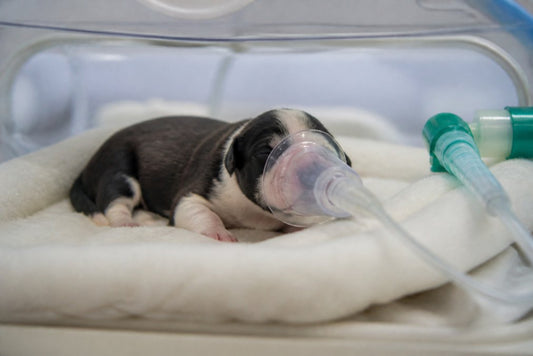 Canine Neonatal Oxygen Therapy Guidelines
