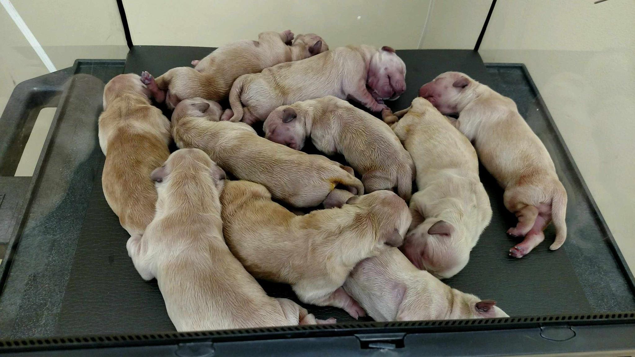puppy incubator with oxygen